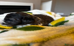 Cavapoochon dogs for sale: 🐶Exceptional cavapoochon pup's🐶 - Advert 8