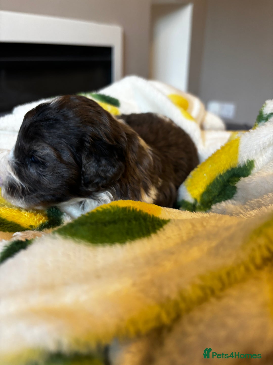 Cavapoochon dogs for sale: 🐶Exceptional cavapoochon pup's🐶 - Advert 8