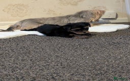 Yorkshire Terrier dogs for sale: Adorable Yorkshire terrier puppies available  - Image 31