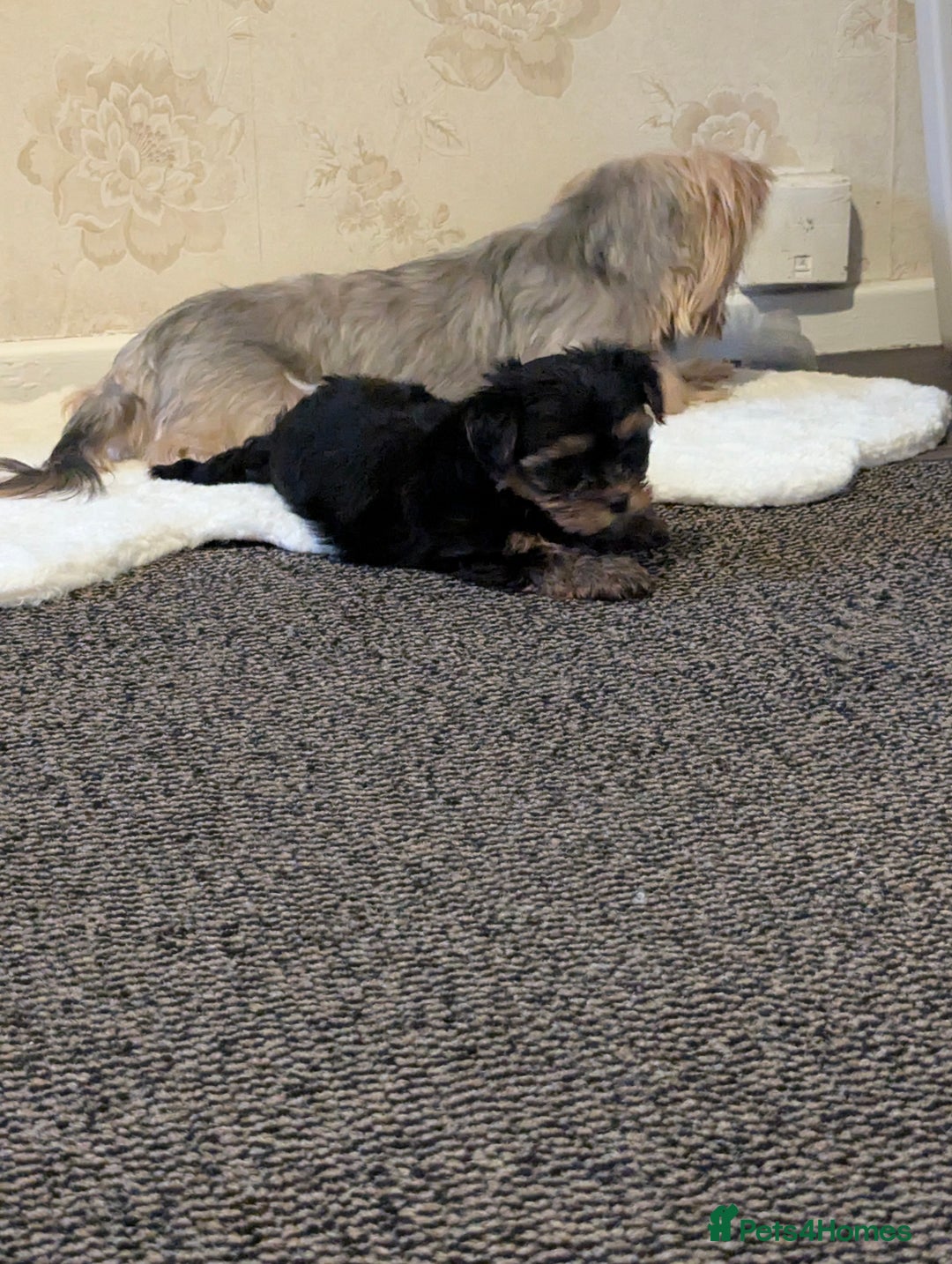 Yorkshire Terrier dogs for sale: Adorable Yorkshire terrier puppies available  - Image 31