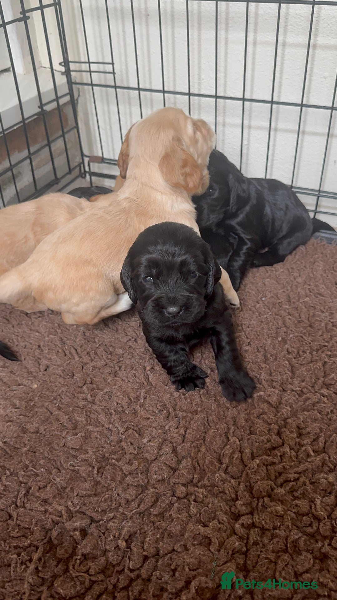 Sprocker dogs for sale: Cocker spaniel pups  - Image 23
