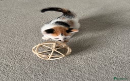 Mixed Breed cats for sale: Mixed kittens for sale - Image 11