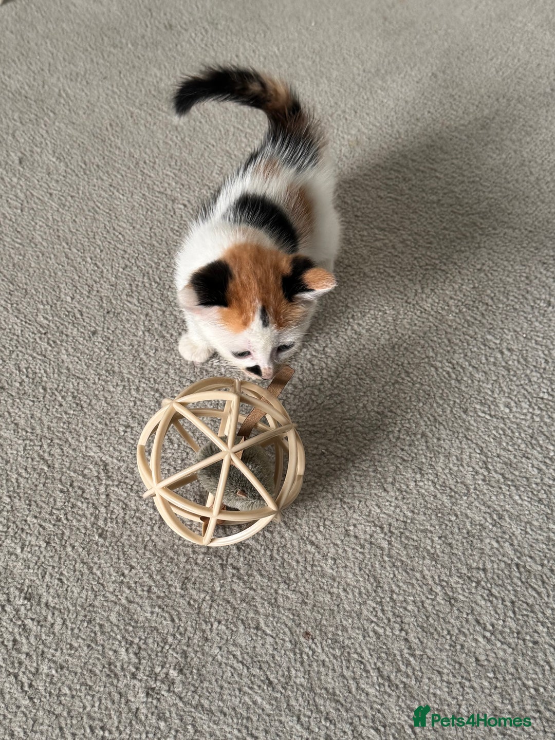 Mixed Breed cats for sale: Mixed kittens for sale - Image 11