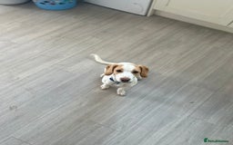 Mixed Breed dogs for sale: Male springer spaniel cross jack russel - Advert 5