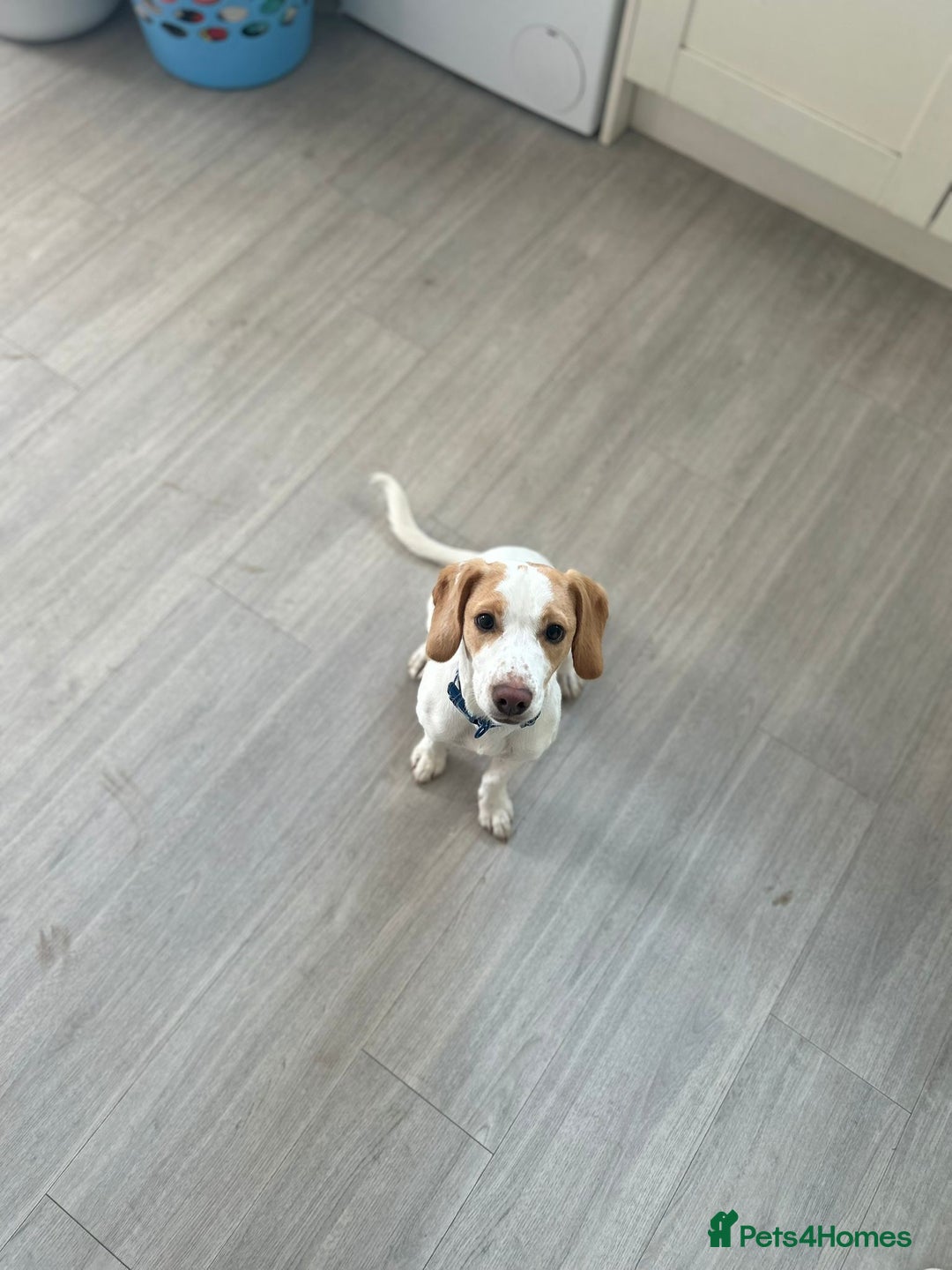 Mixed Breed dogs for sale: Male springer spaniel cross jack russel - Advert 5