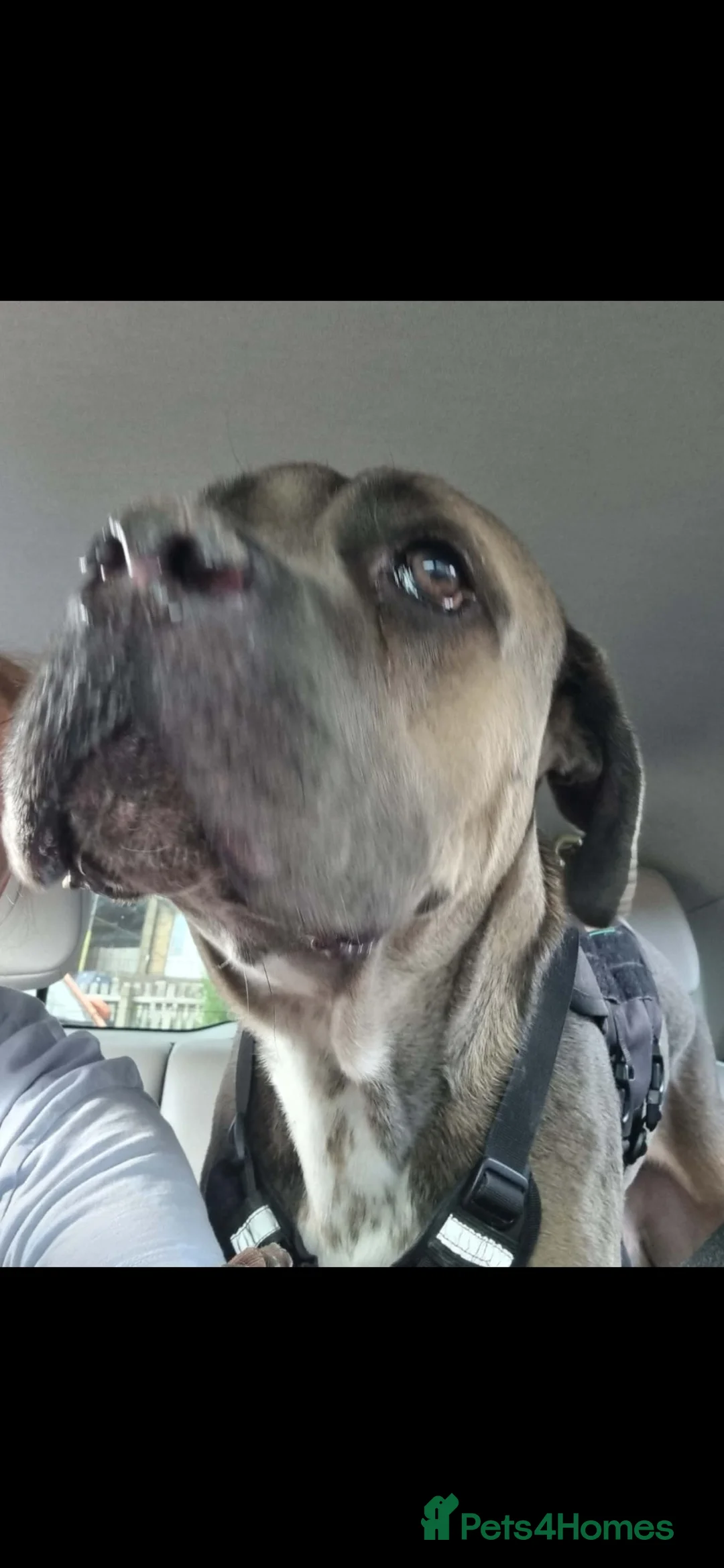 Cane Corso dogs for sale: 2 yr old cane corso  in Chesterfield - Advert 2