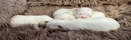 Maltese dogs for sale: Korean Maltese  - Advert 8