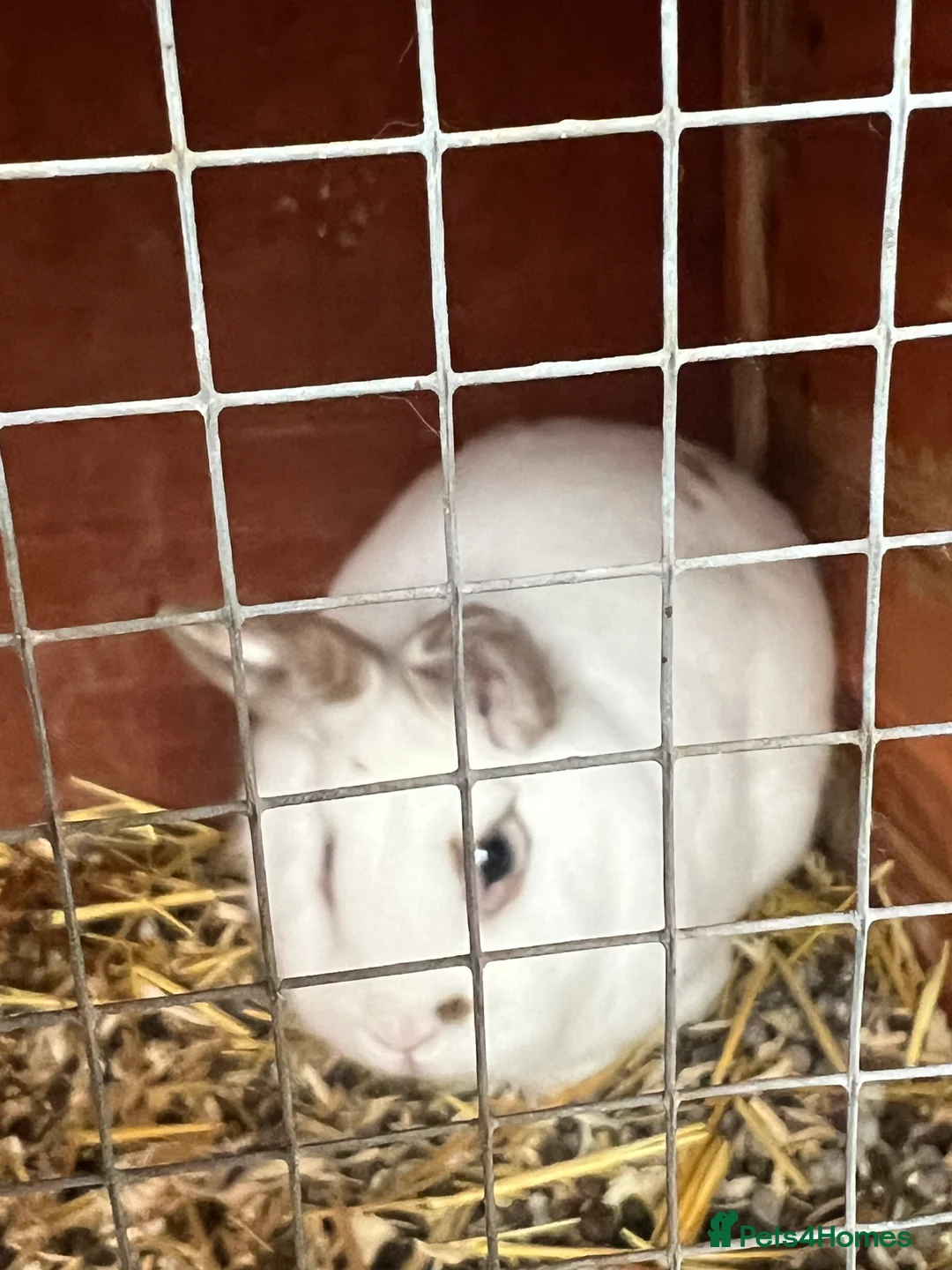 Mixed Breed rabbits for sale: Free rabbits 1 girl 1 boy - Advert 2