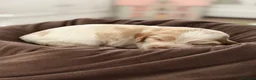 Cocker Spaniel dogs for sale: Show type cocker spaniels  - Advert 33