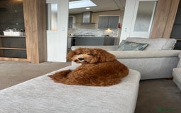 Cockapoo dogs for sale: 2 year old Cockapoo - Image 4