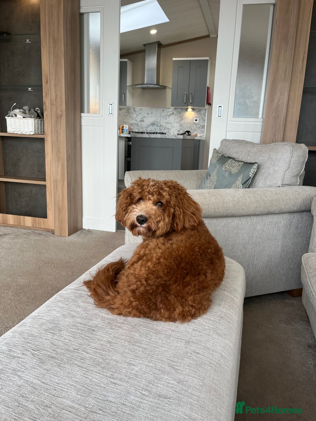 Cockapoo dogs for sale: 2 year old Cockapoo - Image 4