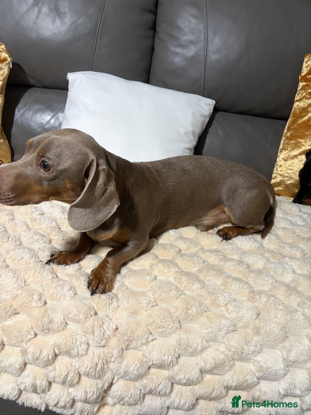 Dachshund dogs for sale: 2 year old dachshund for sale - Advert 5