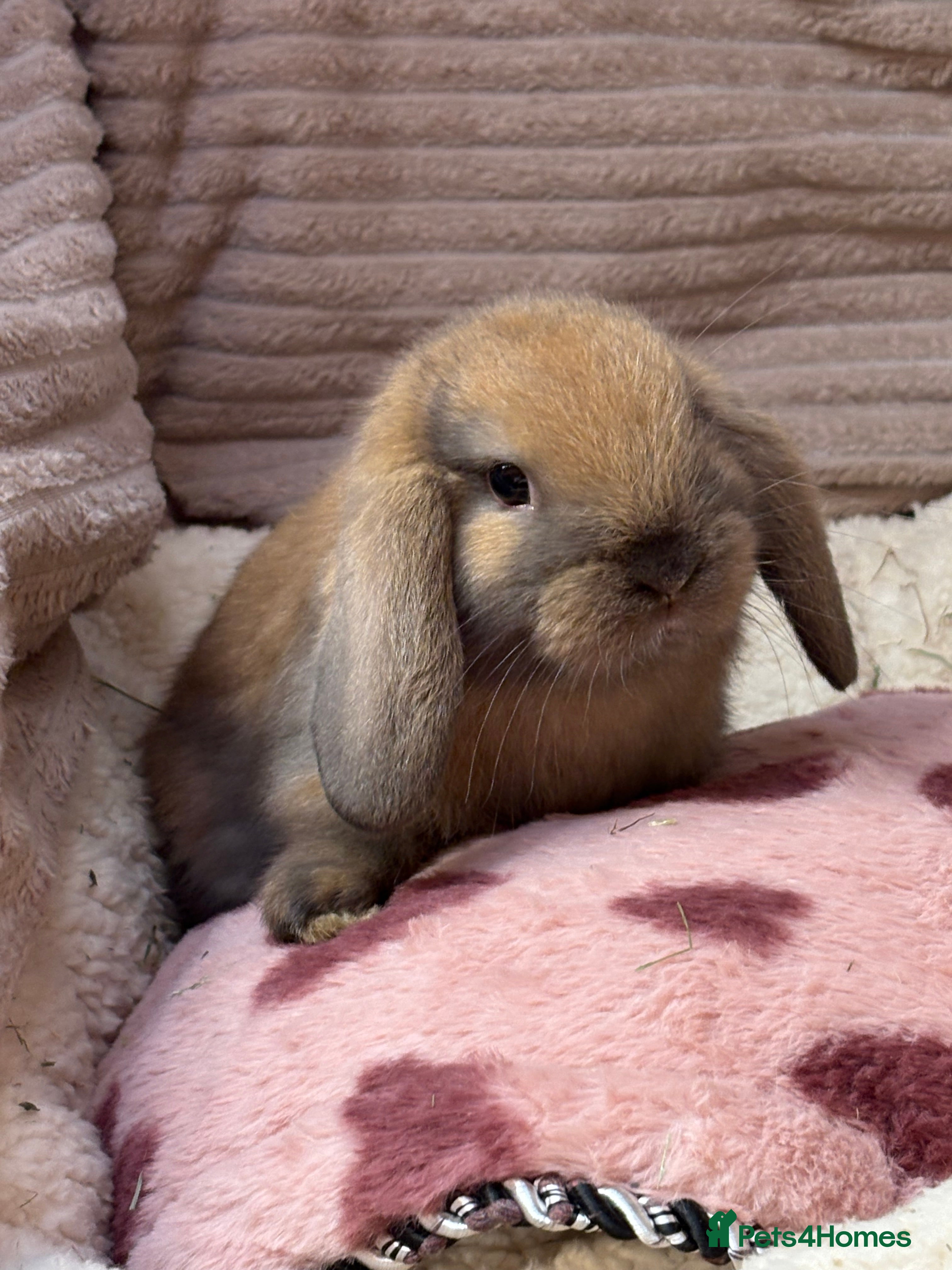 Mini Lop rabbits Gorgeous mini lops (show lines) vaccinated  - Advert 2