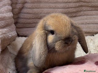 Mini Lop rabbits Gorgeous mini lops (show lines) vaccinated - Advert 2
