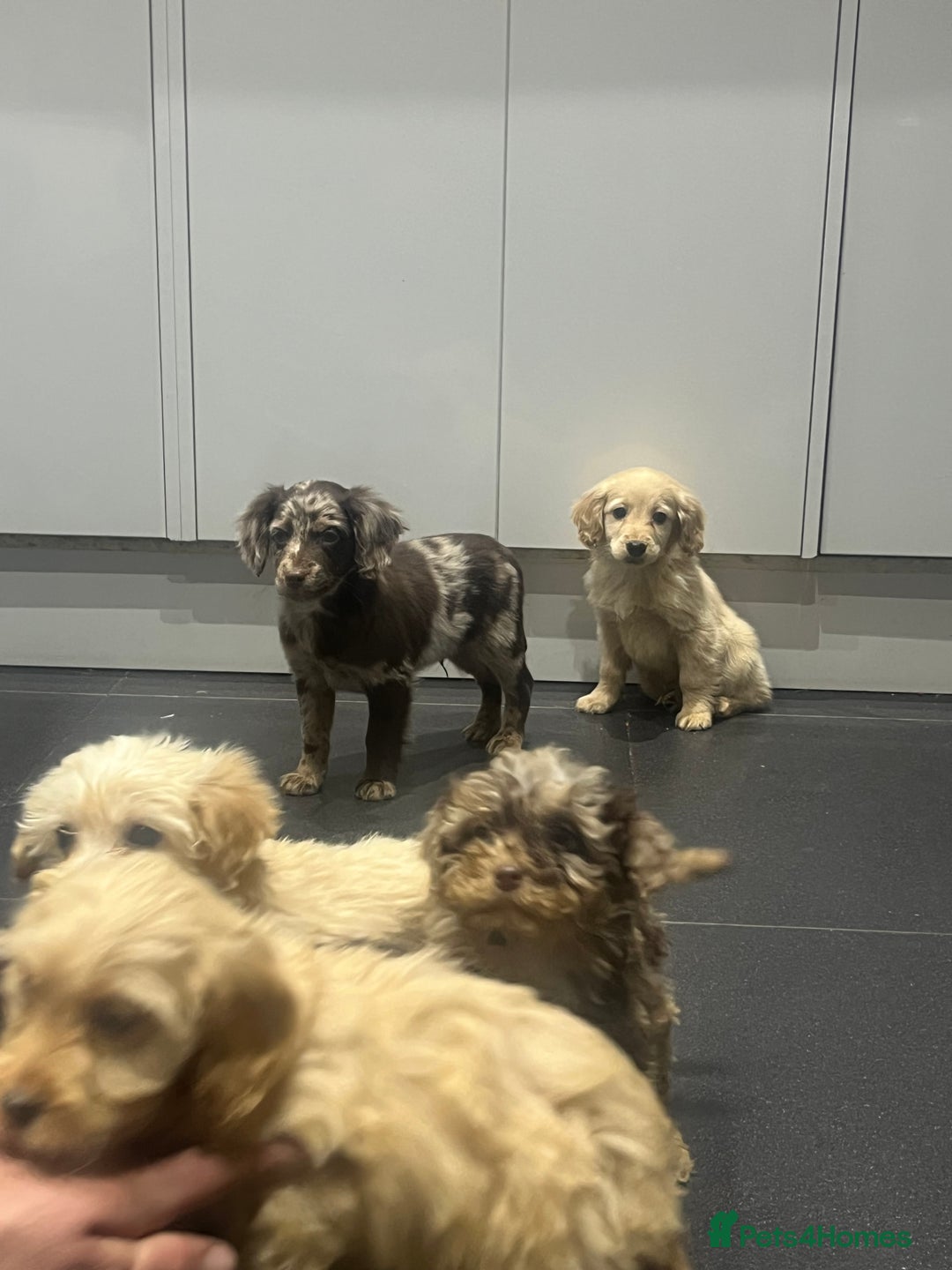 Cockapoo dogs for sale: Beautiful merl Cockpoo puppies  - Advert 7
