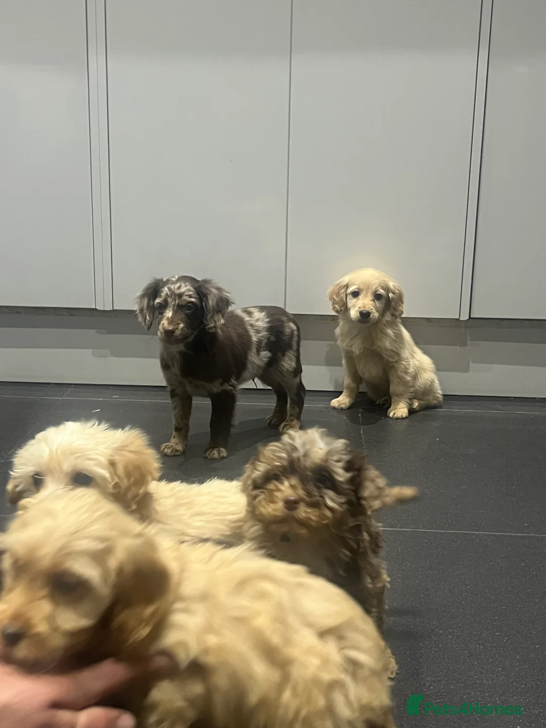 Cockapoo dogs for sale: Beautiful merl Cockpoo puppies  - Advert 8