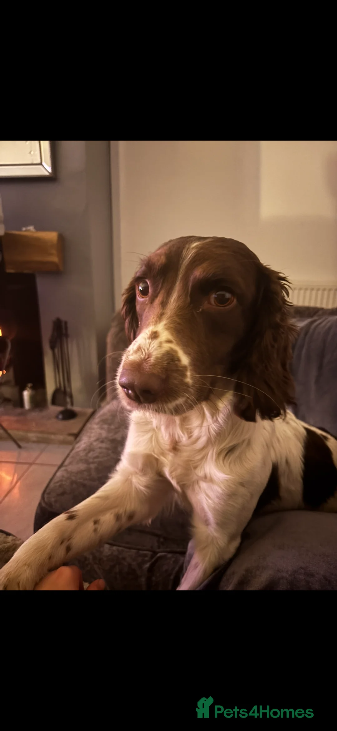 English Springer Spaniel dogs for stud: English springer spaniel  - Advert 7