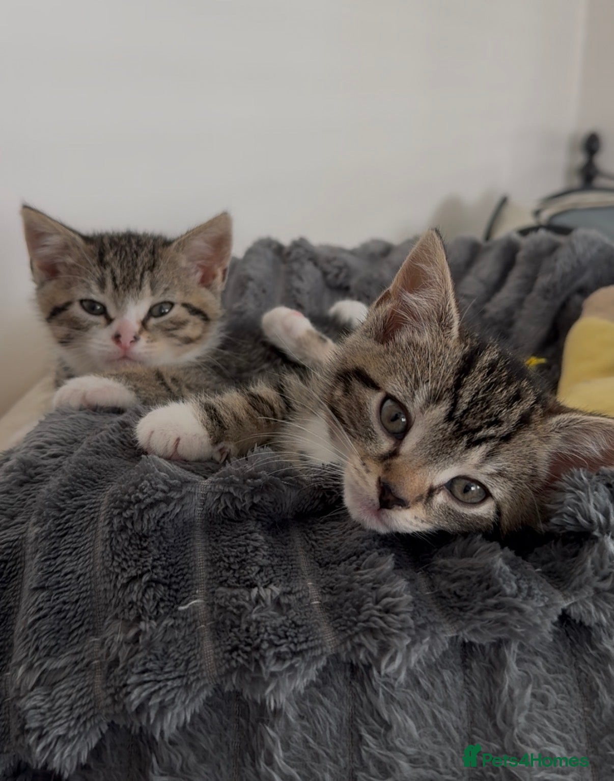 Mixed Breed cats Bonded Rescue Kittens - Must Stay Together - Advert 2