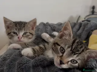 Mixed Breed cats Bonded Rescue Kittens - Must Stay Together - Advert 18