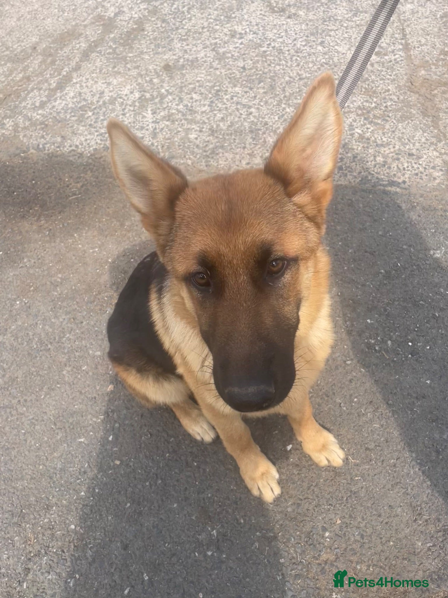 German Shepherd dogs 2 gorgeous boys looking for new home - Advert 4