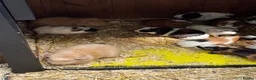 Guinea Pig rodents for sale: Guinea pigs  in Shepton Mallet - Advert 2