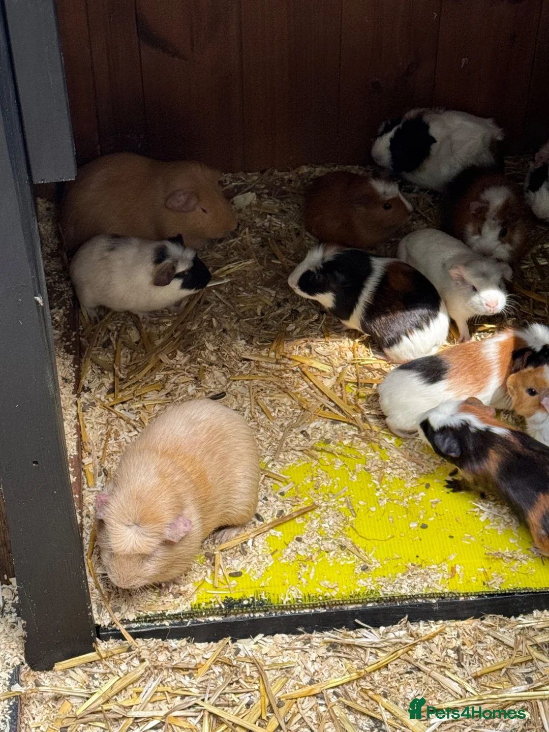 Guinea Pig rodents for sale: Guinea pigs  in Shepton Mallet - Advert 2