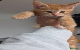 Maine Coon cats for sale: Stunning Maine Coon Kittens - Ready NOW -  - Image 6