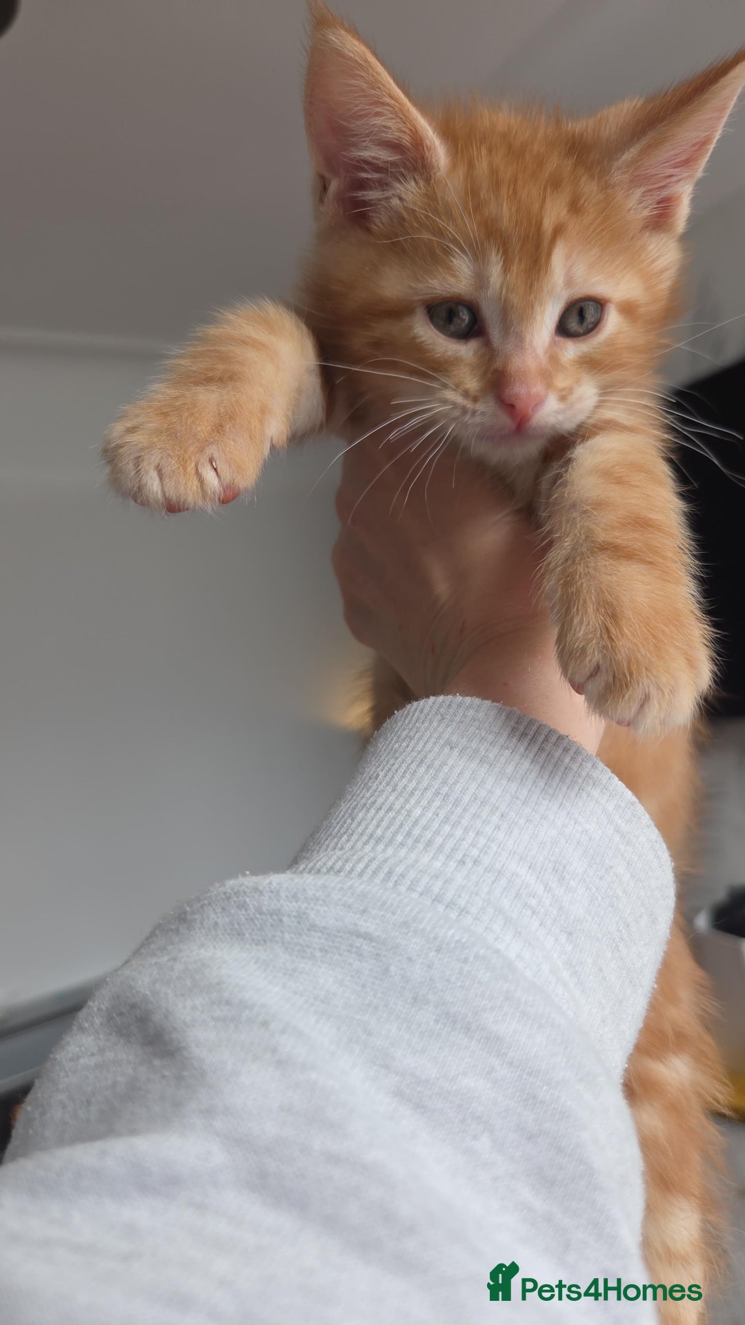 Maine Coon cats for sale: Stunning Maine Coon Kittens - Ready NOW -  - Image 6