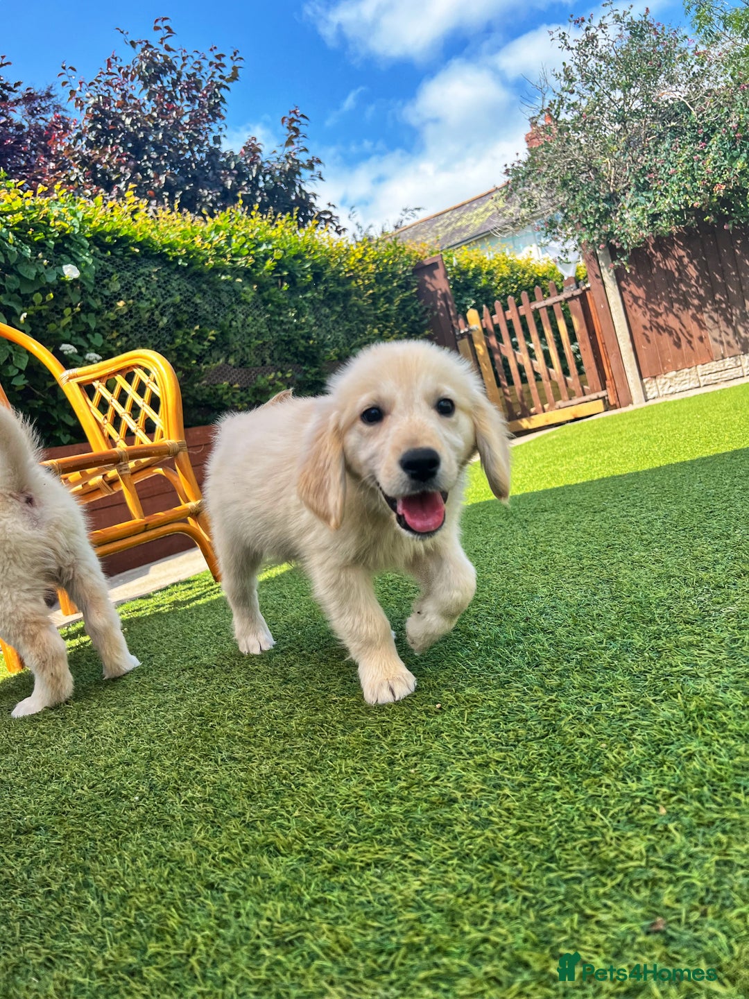 Golden Retriever dogs for sale: Stunning Litter of Golden Retrievers! in Lydbury North - Image 39