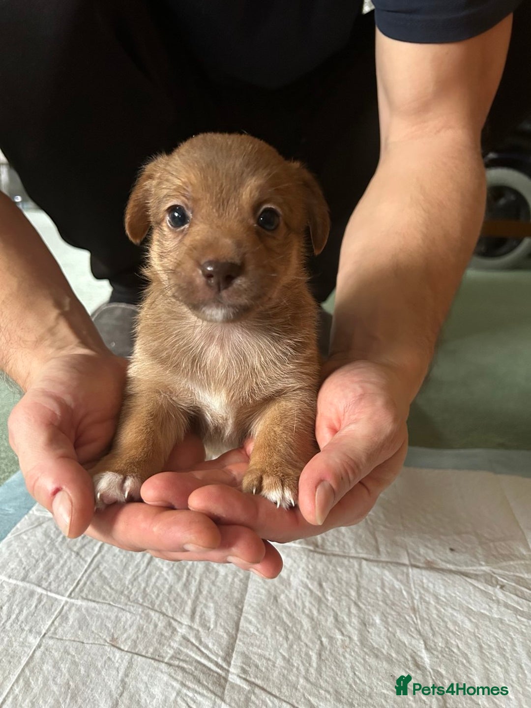 Mixed Breed dogs for sale: Puppies Jack Russel mixed breed - Image 6