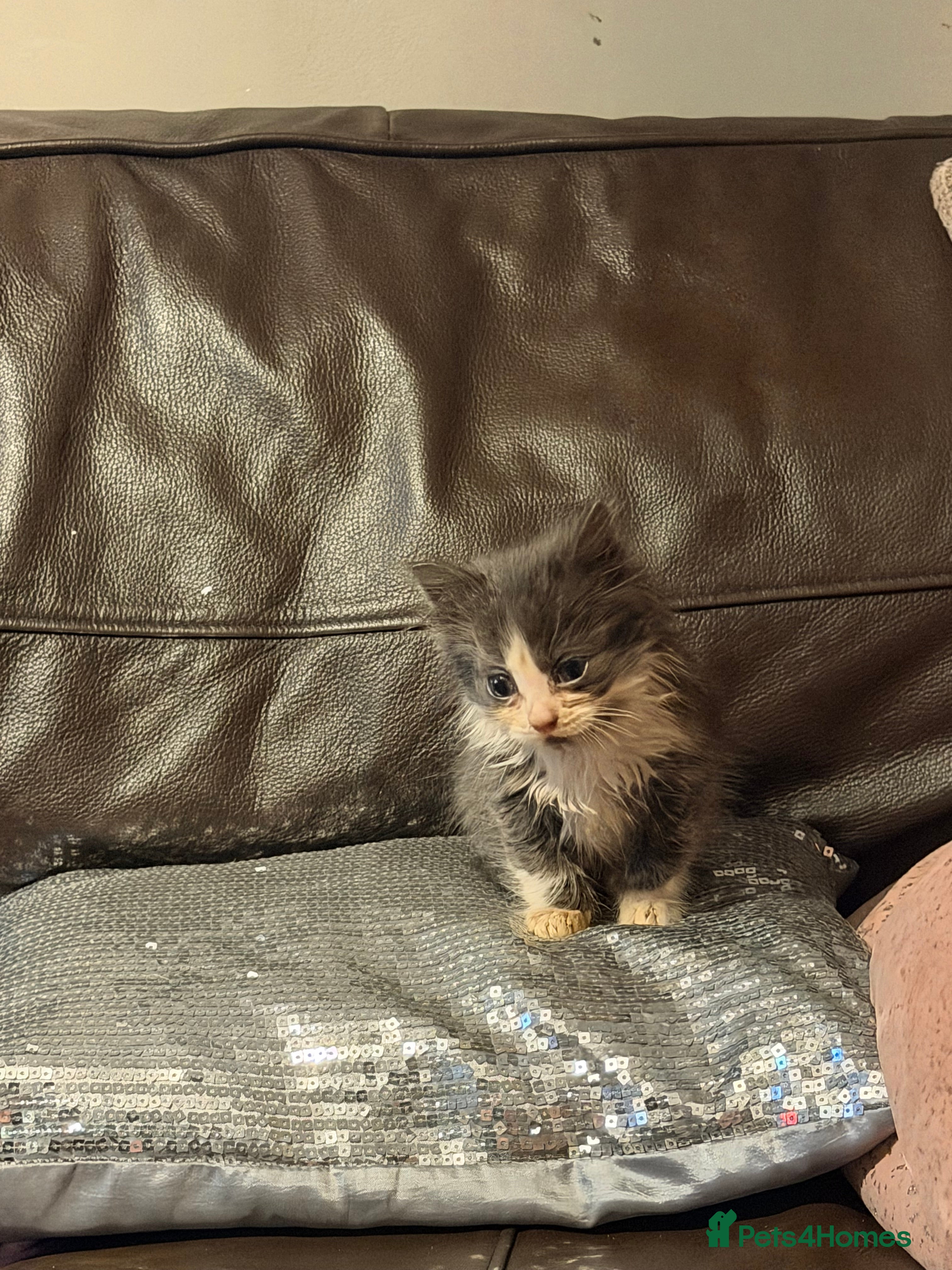 Mixed Breed cats Grey and white longhaired ragdoll x kitten  - Advert 13