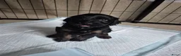 Cockapoo dogs for sale: Merle/ black n tan cockapoo puppies  - Advert 2