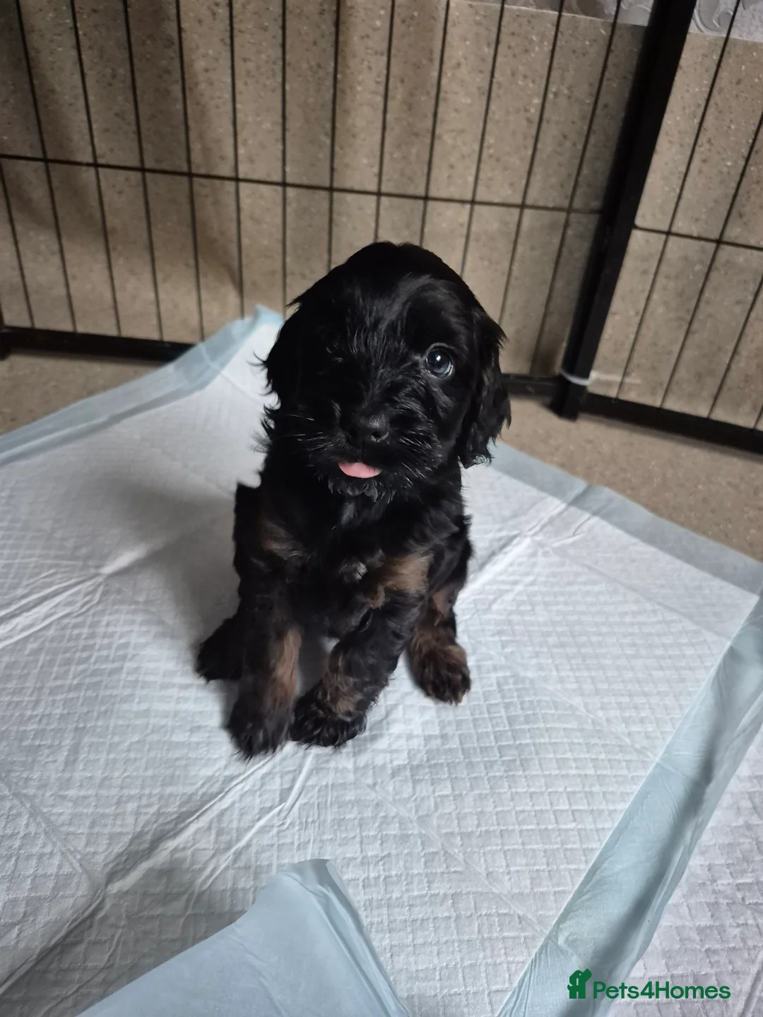 Cockapoo dogs for sale: Merle/ black n tan cockapoo puppies  - Advert 2