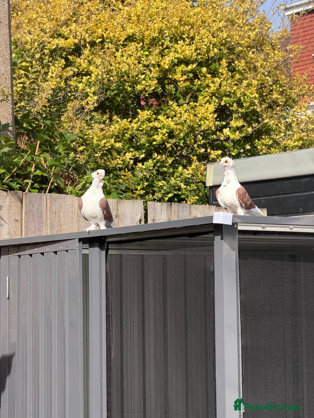 Pigeons birds for sale: Syrian Pigeons  in London - Advert 5