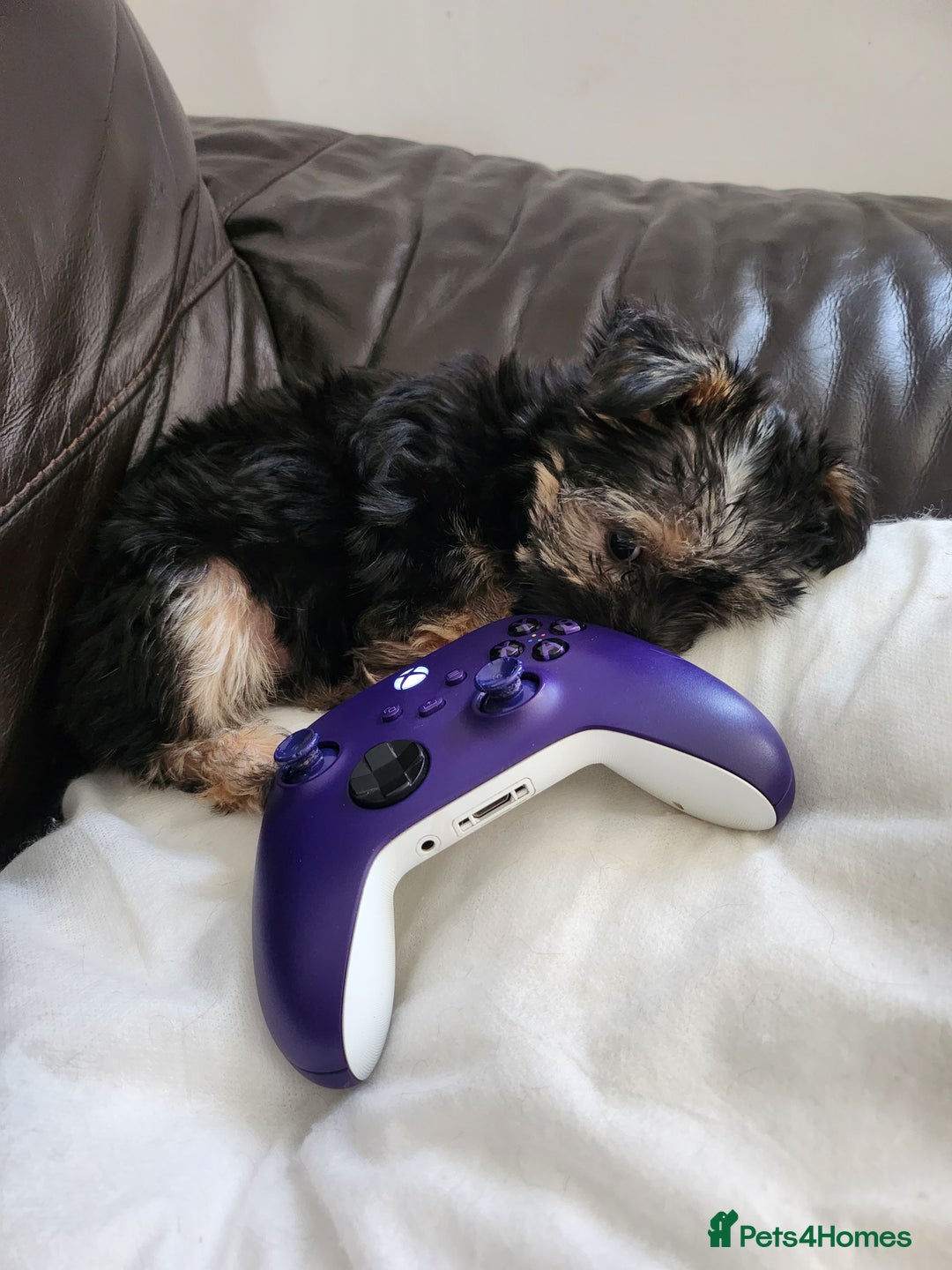 Morkie dogs for sale: Yorkie dominant small Morkies - Image 6