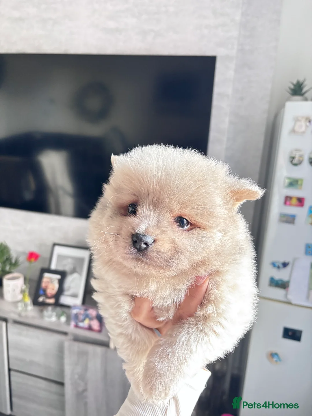 Mixed Breed dogs for sale: Chowpom puppies - Advert 2