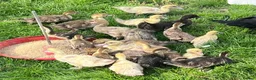Ducks poultry for sale: 3 week old - vent sexed female Muscovy ducklings - Advert 1