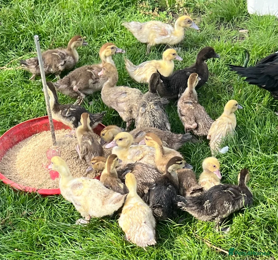 Ducks poultry for sale: 3 week old - vent sexed female Muscovy ducklings - Advert 1
