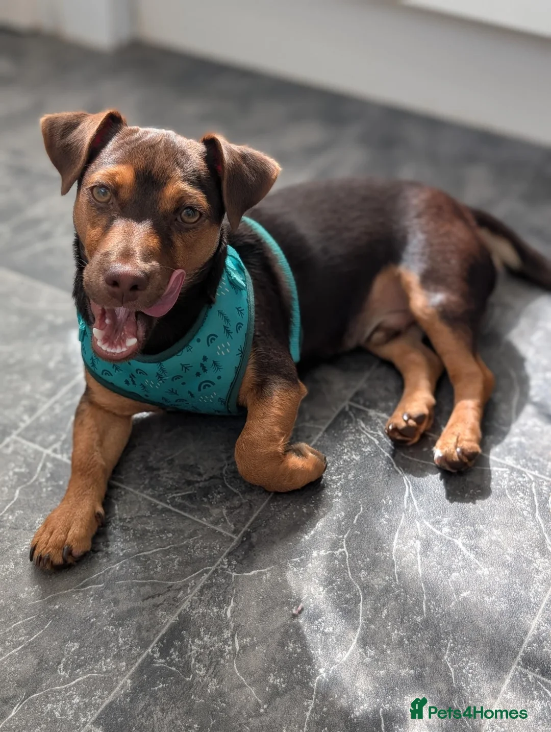 Jack Russell dogs for sale: 6 Month Old Jack Russell in Ipswich - Advert 2