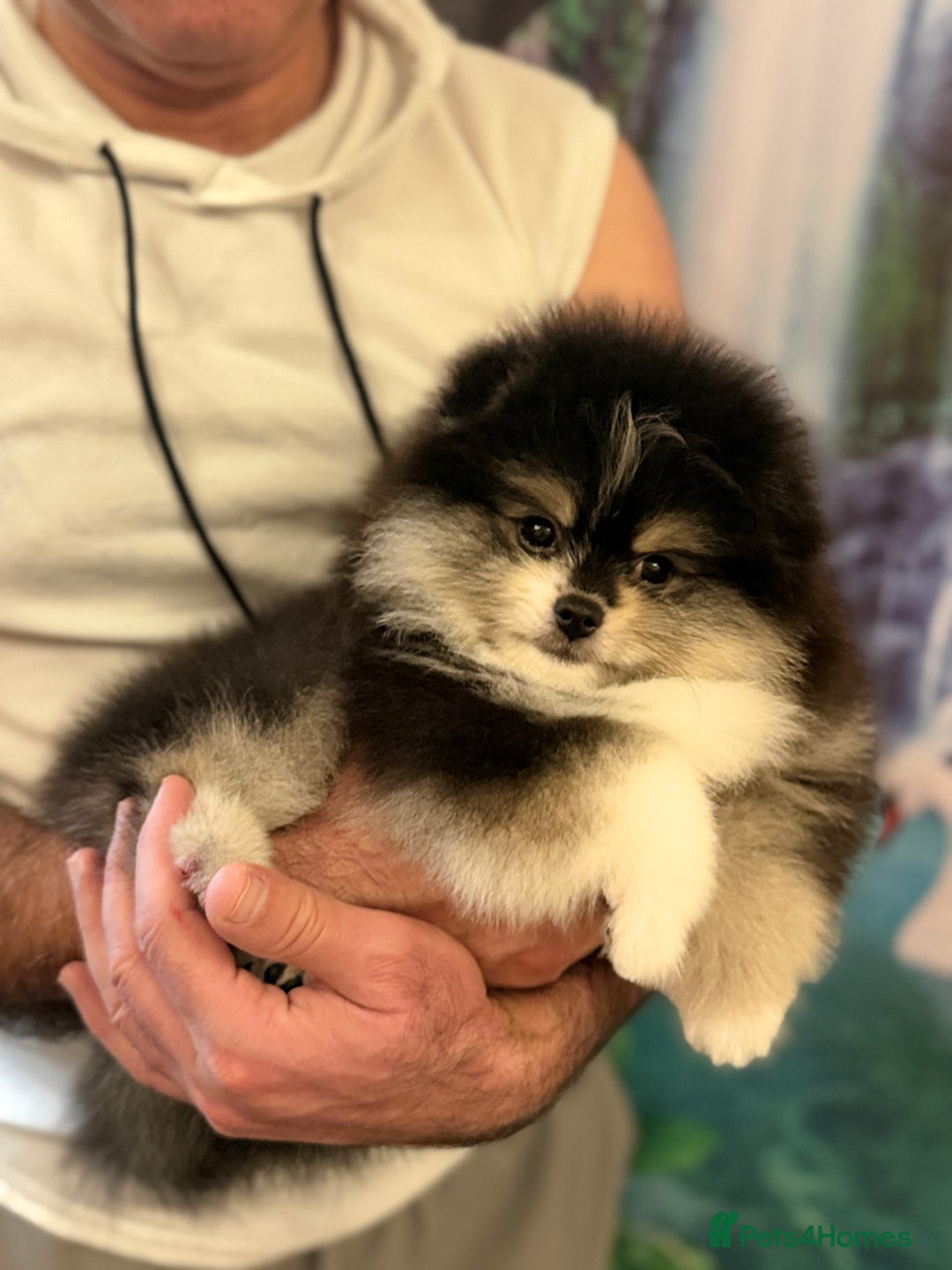 Pomeranian dogs for sale: Beautiful Pomeranian Puppies – Ready Now - Advert 4