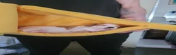 Jack Chi dogs for sale: 3 beautifully puppies for sale in London - Advert 17