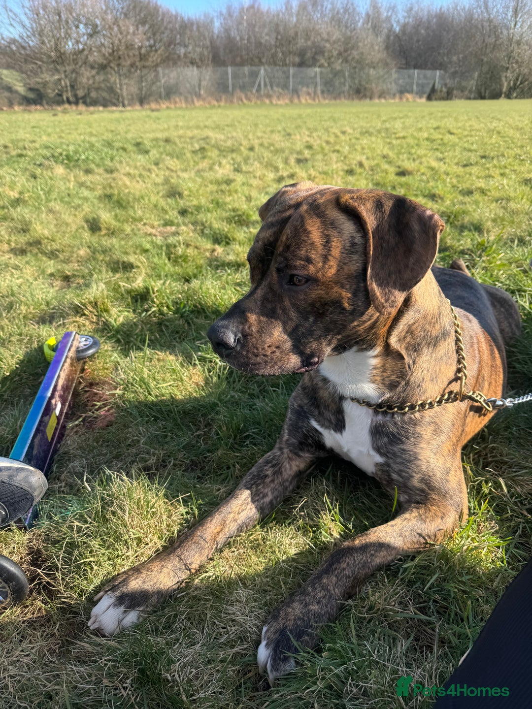 Mixed Breed dogs for sale: Mylo (Free to a good home) - Image 2