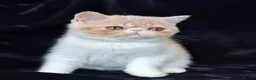 Exotic cats for sale: Stunning exotic/persian kittens - Advert 15