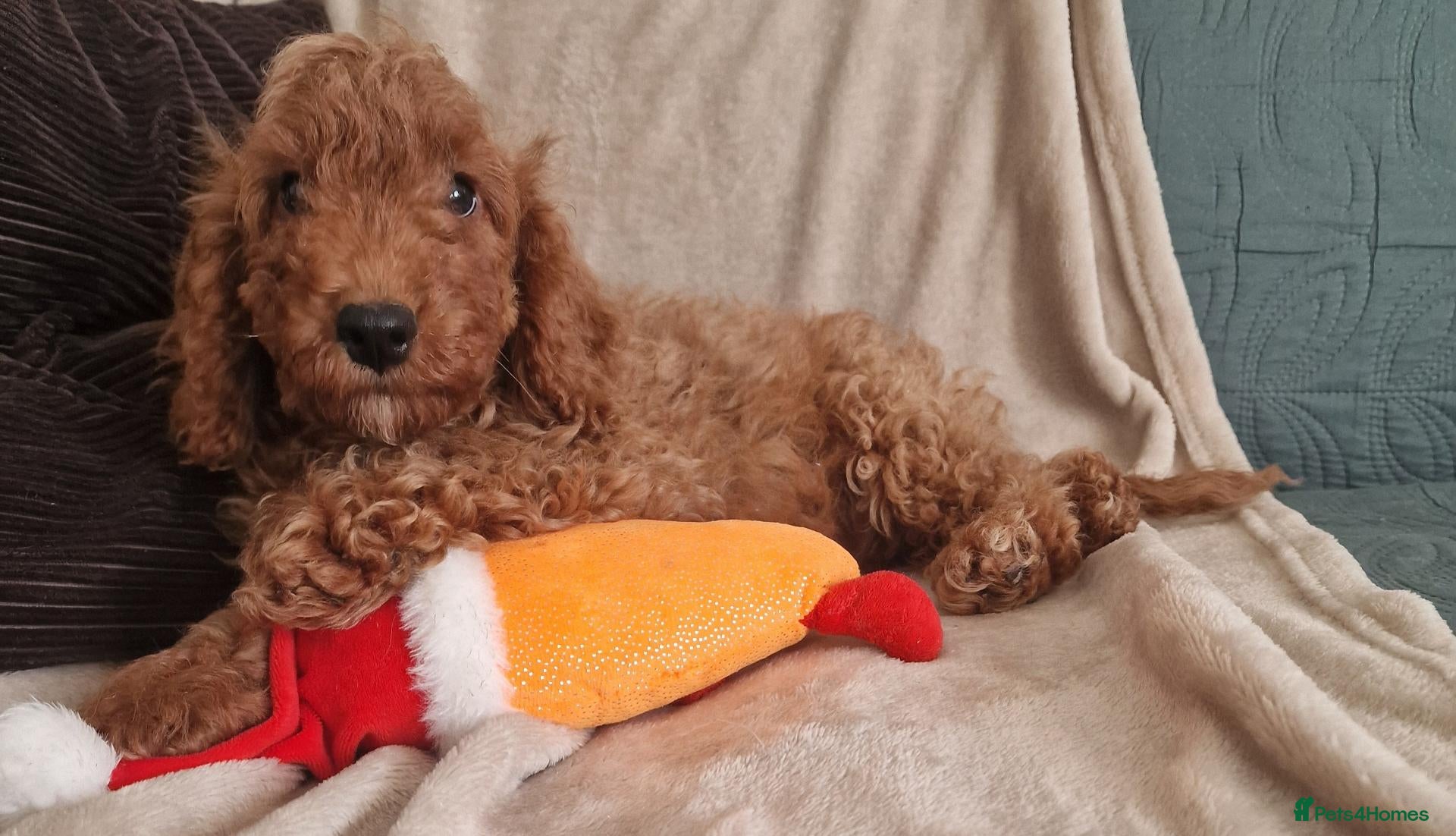 Cockapoo dogs for sale: Fully vaccinated 2 Cockapoo Boys ready  - Advert 7