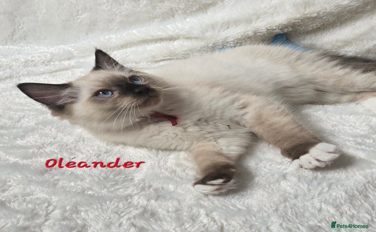 Ragdoll cats - Advert 2