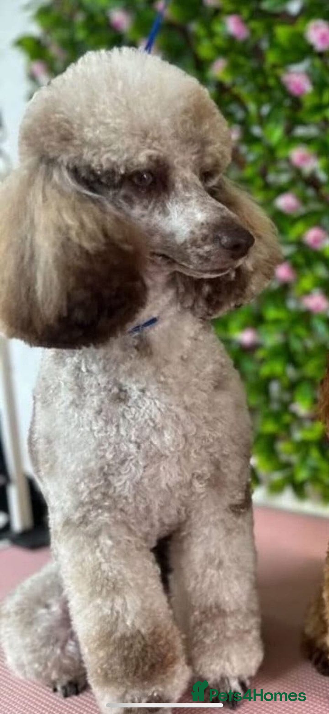 Cockapoo dogs for sale: Cockerpoo - Image 7