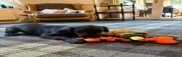Flat coated Retriever dogs for sale: Dual Purpose Flatcoated retriever Puppies in Lockerbie - Advert 3