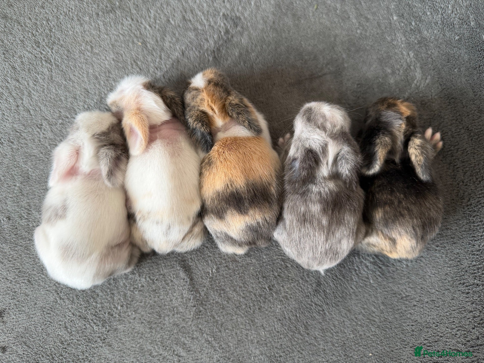 Lionhead rabbits Lionhead bunnies  - Advert 15