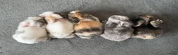 Lionhead rabbits for sale: Lionhead bunnies  - Advert 1