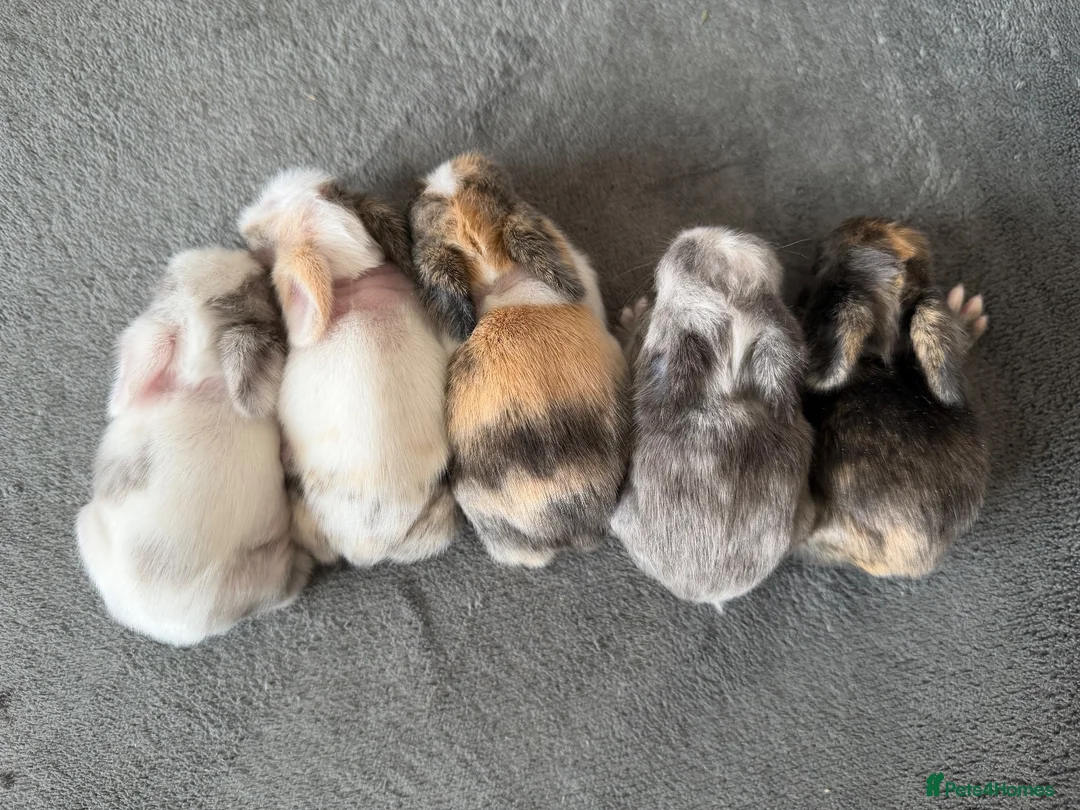 Lionhead rabbits for sale: Lionhead bunnies  - Advert 1